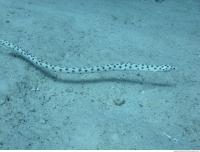 Spotted Snake Eel Ophichthidae 5